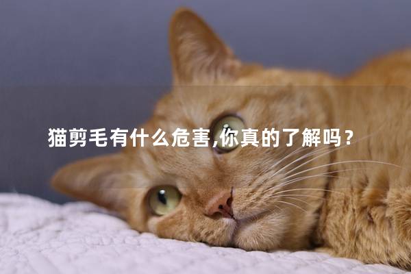 猫剪毛有什么危害,你真的了解吗？