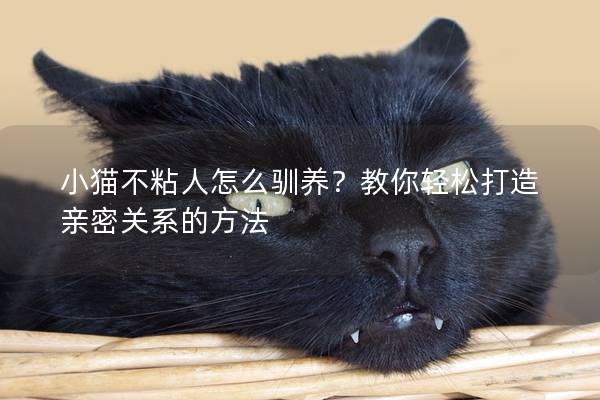 小猫不粘人怎么驯养？教你轻松打造亲密关系的方法