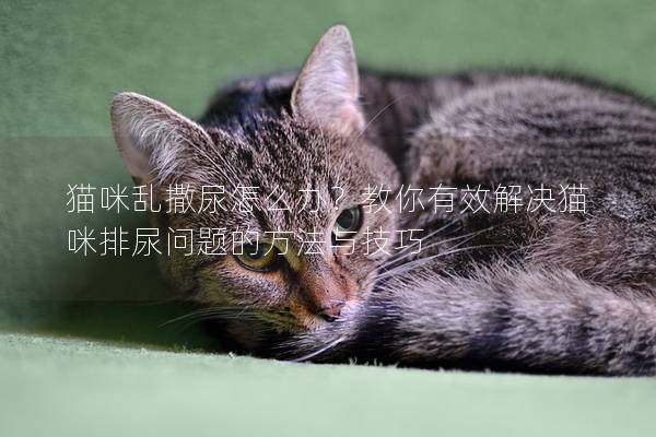 猫咪乱撒尿怎么办？教你有效解决猫咪排尿问题的方法与技巧