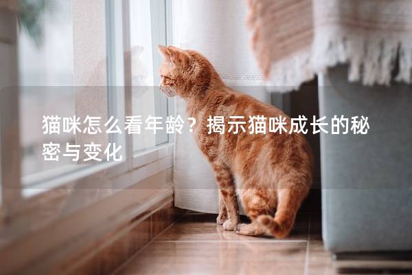 猫咪怎么看年龄？揭示猫咪成长的秘密与变化