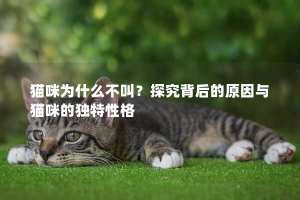 猫咪为什么不叫？探究背后的原因与猫咪的独特性格