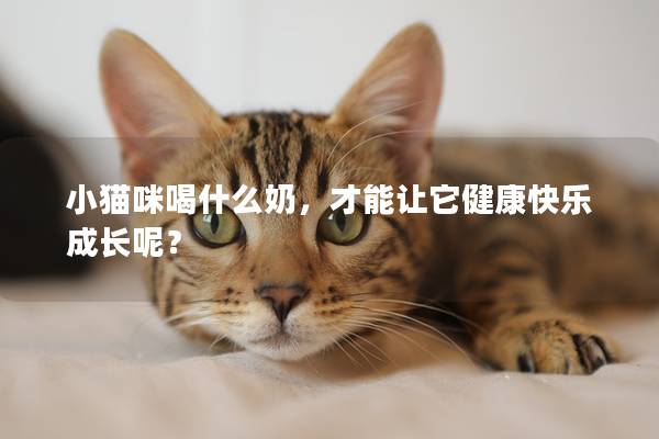 小猫咪喝什么奶，才能让它健康快乐成长呢？