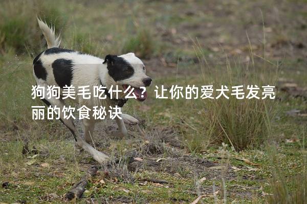 狗狗美毛吃什么？让你的爱犬毛发亮丽的饮食秘诀