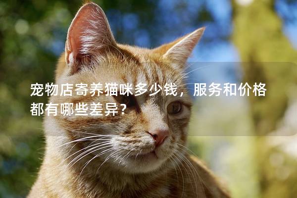 宠物店寄养猫咪多少钱，服务和价格都有哪些差异？