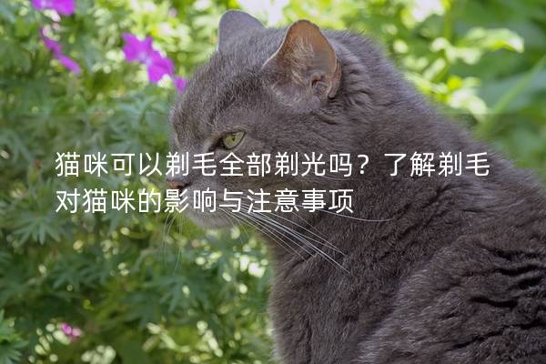 猫咪可以剃毛全部剃光吗？了解剃毛对猫咪的影响与注意事项