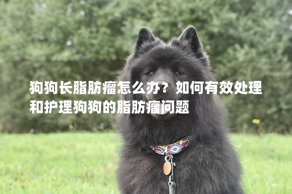 狗狗长脂肪瘤怎么办？如何有效处理和护理狗狗的脂肪瘤问题