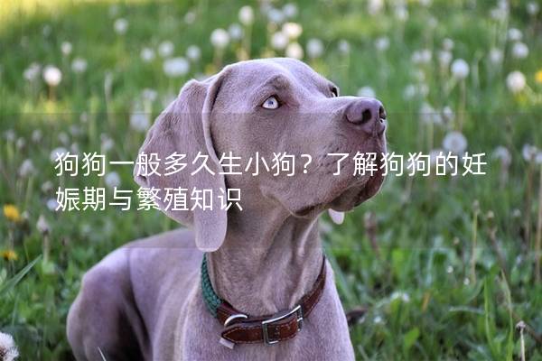 狗狗一般多久生小狗？了解狗狗的妊娠期与繁殖知识