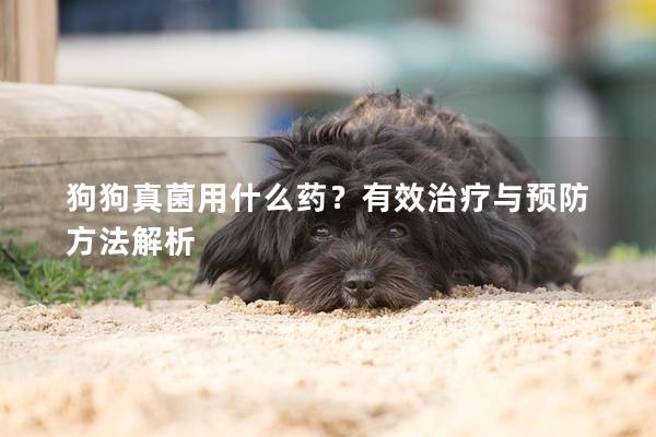 狗狗真菌用什么药？有效治疗与预防方法解析