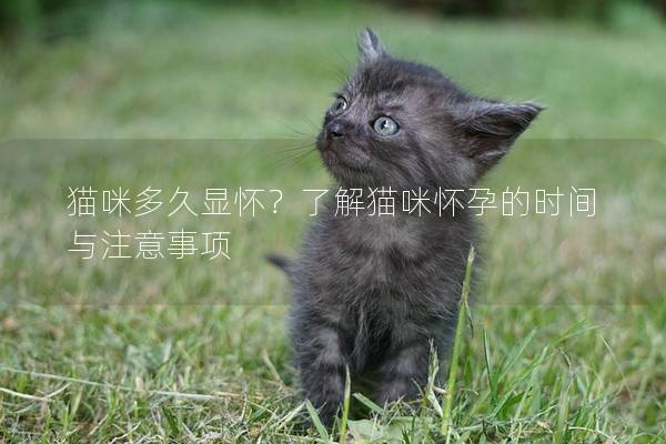 猫咪多久显怀？了解猫咪怀孕的时间与注意事项