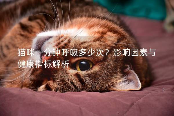 猫咪一分钟呼吸多少次？影响因素与健康指标解析