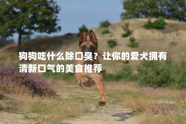 狗狗吃什么除口臭？让你的爱犬拥有清新口气的美食推荐