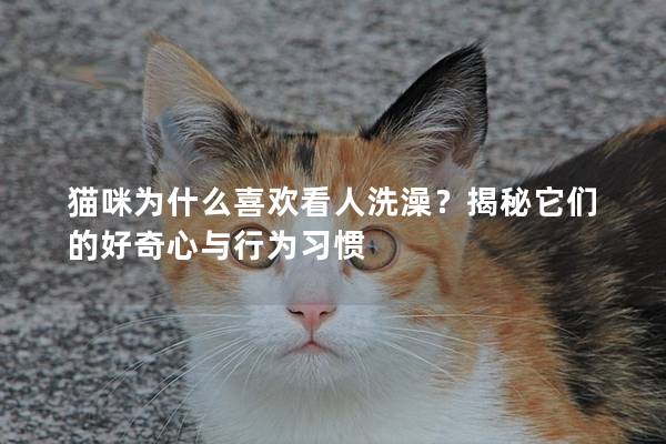 猫咪为什么喜欢看人洗澡？揭秘它们的好奇心与行为习惯