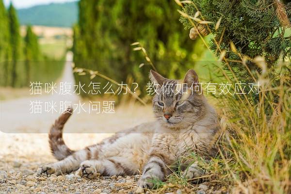 猫咪腹水怎么办？教你如何有效应对猫咪腹水问题