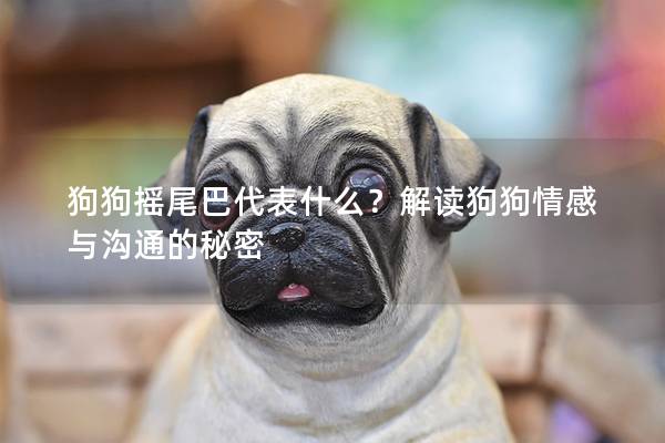 狗狗摇尾巴代表什么？解读狗狗情感与沟通的秘密