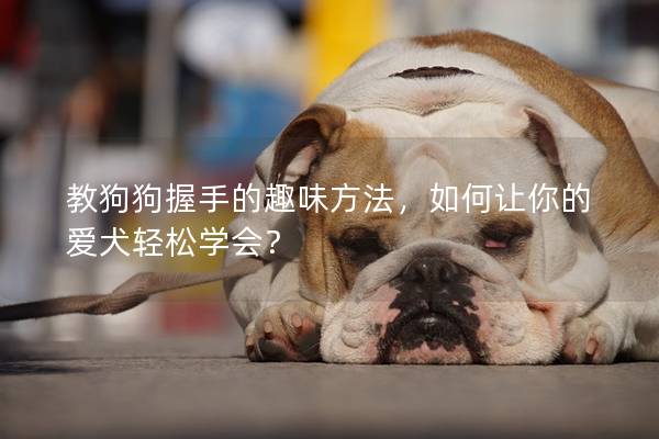 教狗狗握手的趣味方法，如何让你的爱犬轻松学会？