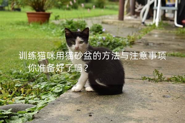 训练猫咪用猫砂盆的方法与注意事项，你准备好了吗？