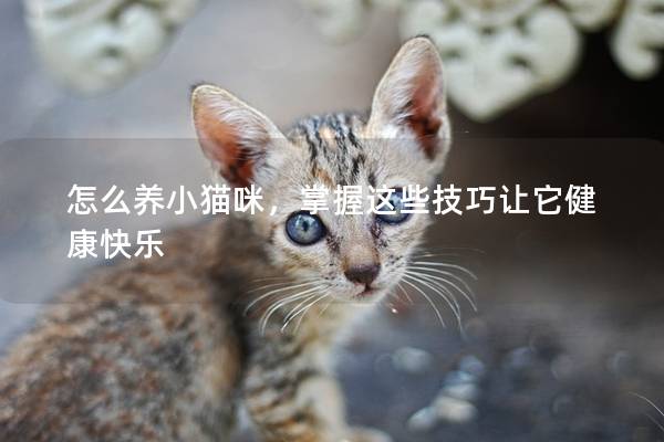 怎么养小猫咪，掌握这些技巧让它健康快乐