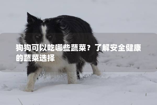 狗狗可以吃哪些蔬菜？了解安全健康的蔬菜选择