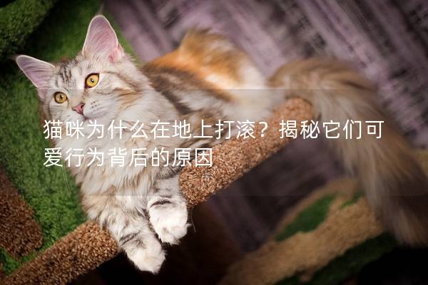 猫咪为什么在地上打滚？揭秘它们可爱行为背后的原因