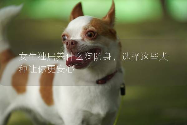 女生独居养什么狗防身，选择这些犬种让你更安心