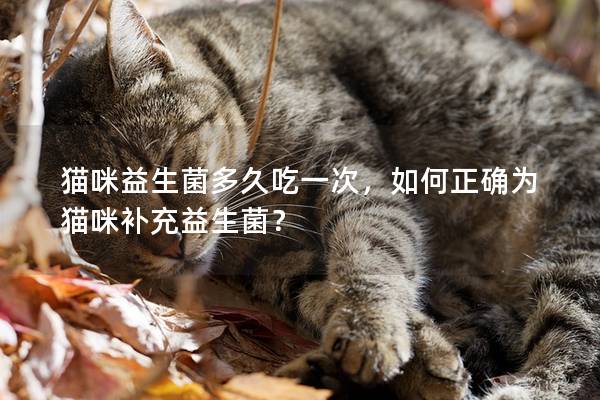 猫咪益生菌多久吃一次，如何正确为猫咪补充益生菌？