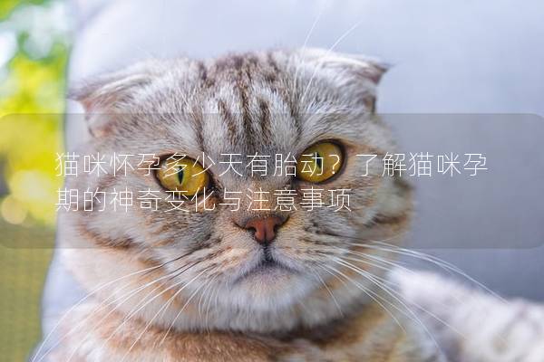 猫咪怀孕多少天有胎动？了解猫咪孕期的神奇变化与注意事项