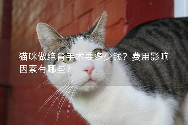 猫咪做绝育手术要多少钱？费用影响因素有哪些？