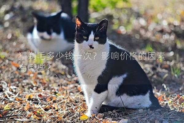 猫剃毛多少钱一次？影响价格的因素有哪些？