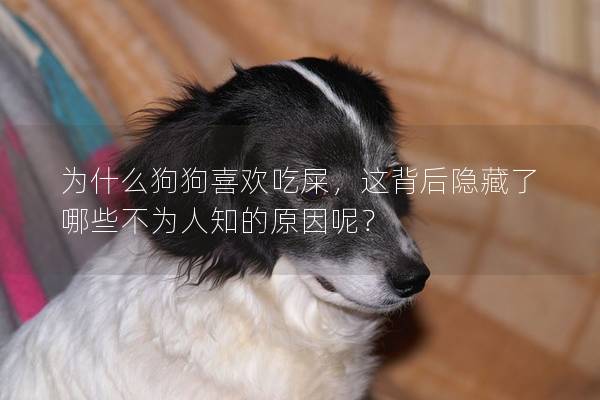 为什么狗狗喜欢吃屎，这背后隐藏了哪些不为人知的原因呢？