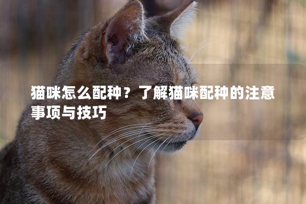 猫咪怎么配种？了解猫咪配种的注意事项与技巧