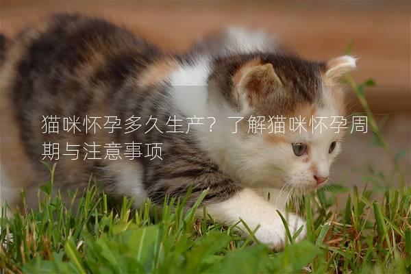 猫咪怀孕多久生产？了解猫咪怀孕周期与注意事项