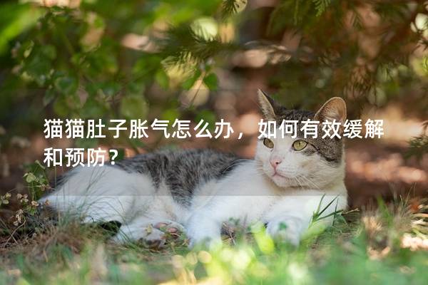 猫猫肚子胀气怎么办，如何有效缓解和预防？