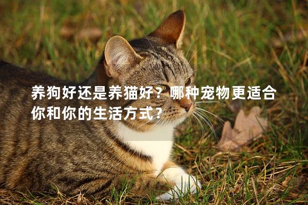 养狗好还是养猫好？哪种宠物更适合你和你的生活方式？