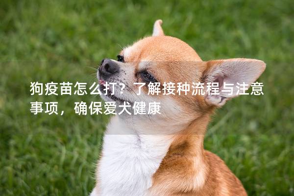 狗疫苗怎么打？了解接种流程与注意事项，确保爱犬健康