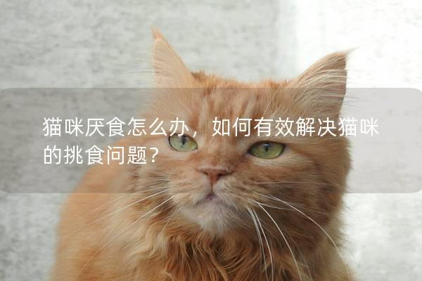 猫咪厌食怎么办，如何有效解决猫咪的挑食问题？