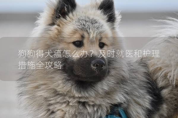 狗狗得犬瘟怎么办？及时就医和护理措施全攻略