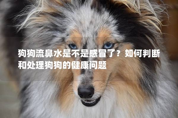 狗狗流鼻水是不是感冒了？如何判断和处理狗狗的健康问题