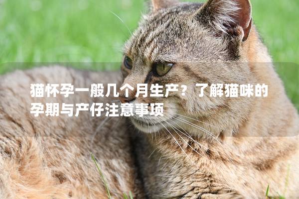 猫怀孕一般几个月生产？了解猫咪的孕期与产仔注意事项