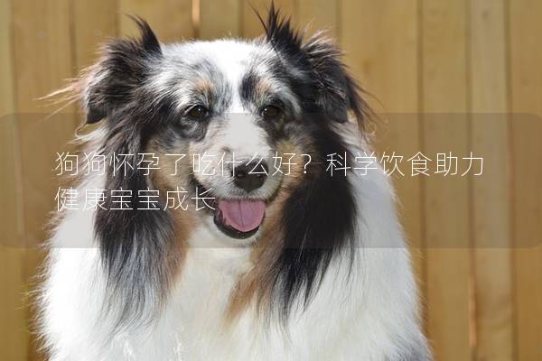 狗狗怀孕了吃什么好？科学饮食助力健康宝宝成长