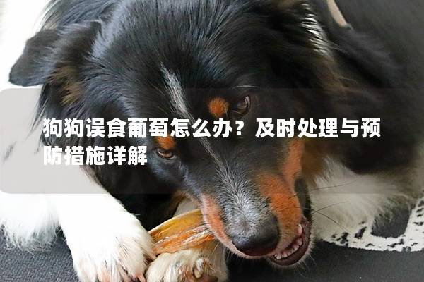 狗狗误食葡萄怎么办？及时处理与预防措施详解