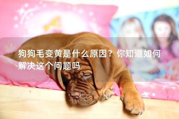 狗狗毛变黄是什么原因？你知道如何解决这个问题吗