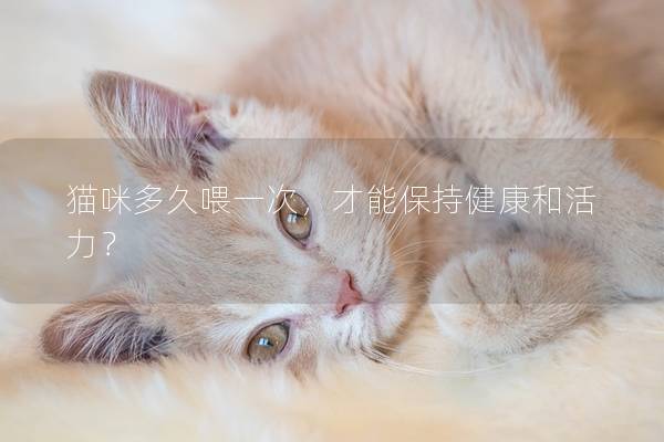 猫咪多久喂一次，才能保持健康和活力？