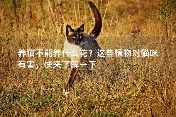 养猫不能养什么花？这些植物对猫咪有害，快来了解一下