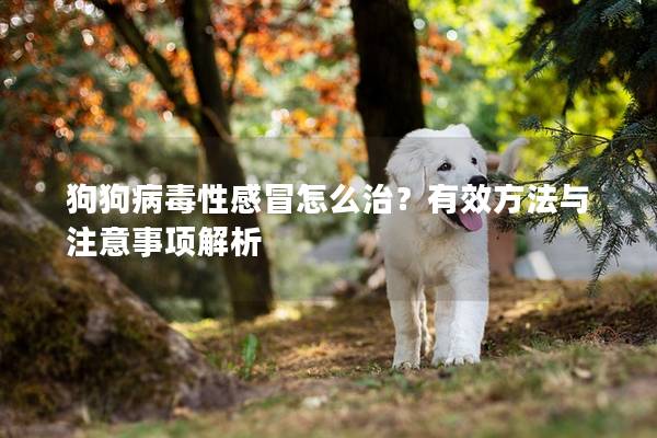 狗狗病毒性感冒怎么治？有效方法与注意事项解析