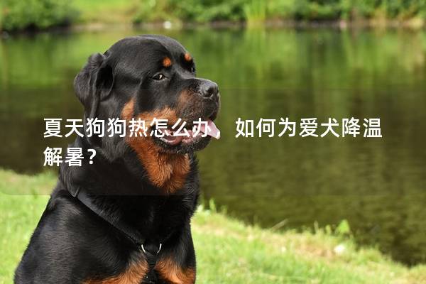 夏天狗狗热怎么办，如何为爱犬降温解暑？