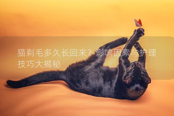 猫剃毛多久长回来？影响因素与护理技巧大揭秘