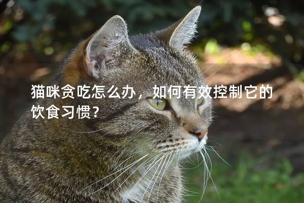 猫咪贪吃怎么办，如何有效控制它的饮食习惯？