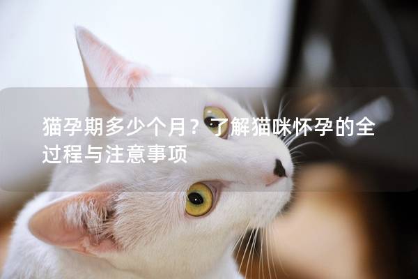 猫孕期多少个月？了解猫咪怀孕的全过程与注意事项