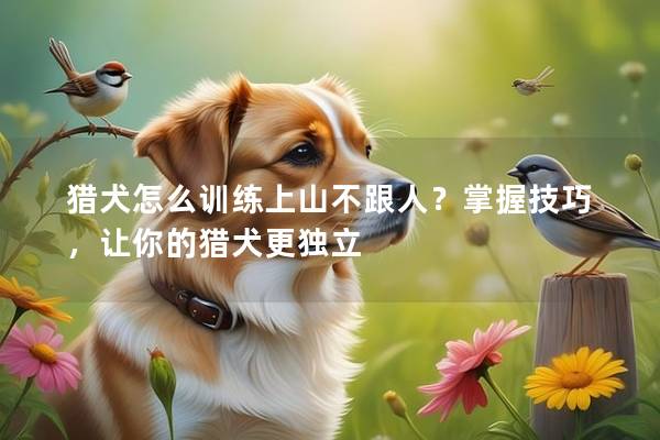 猎犬怎么训练上山不跟人？掌握技巧，让你的猎犬更独立