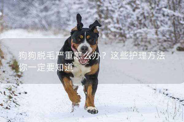 狗狗脱毛严重怎么办？这些护理方法你一定要知道